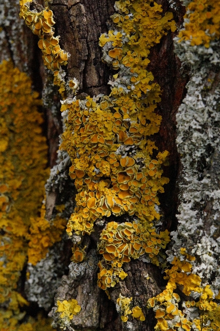 Tree nature forest branch