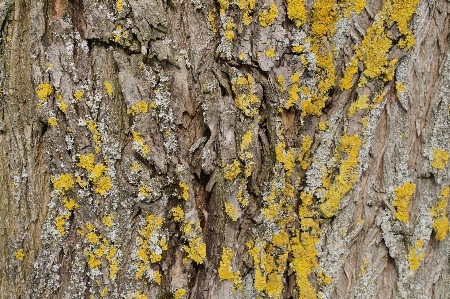 Tree nature branch structure Photo