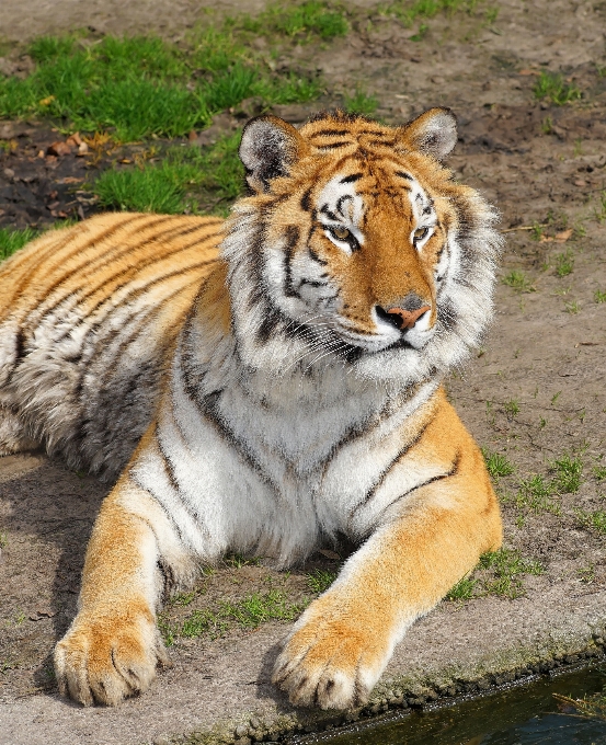 Desierto
 fauna silvestre zoo gato