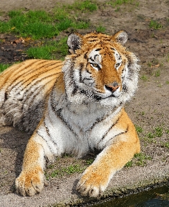 Foto Desierto
 fauna silvestre zoo gato