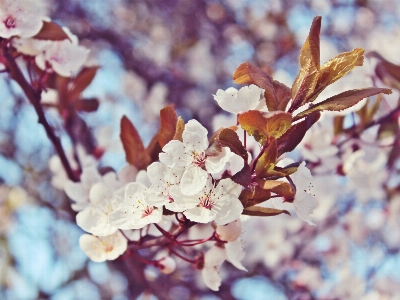 Tree nature branch blossom Photo