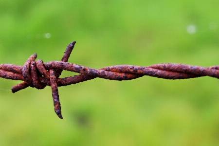 Tree nature grass branch Photo