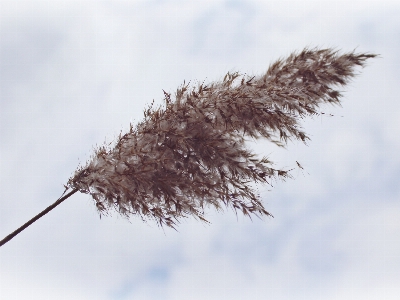 Landscape tree nature grass Photo