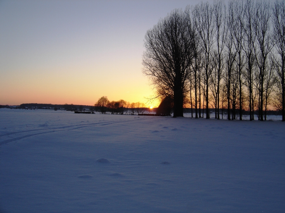 árvore horizonte neve inverno