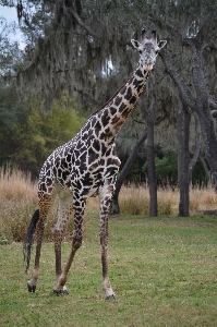 Nature grass wilderness animal Photo