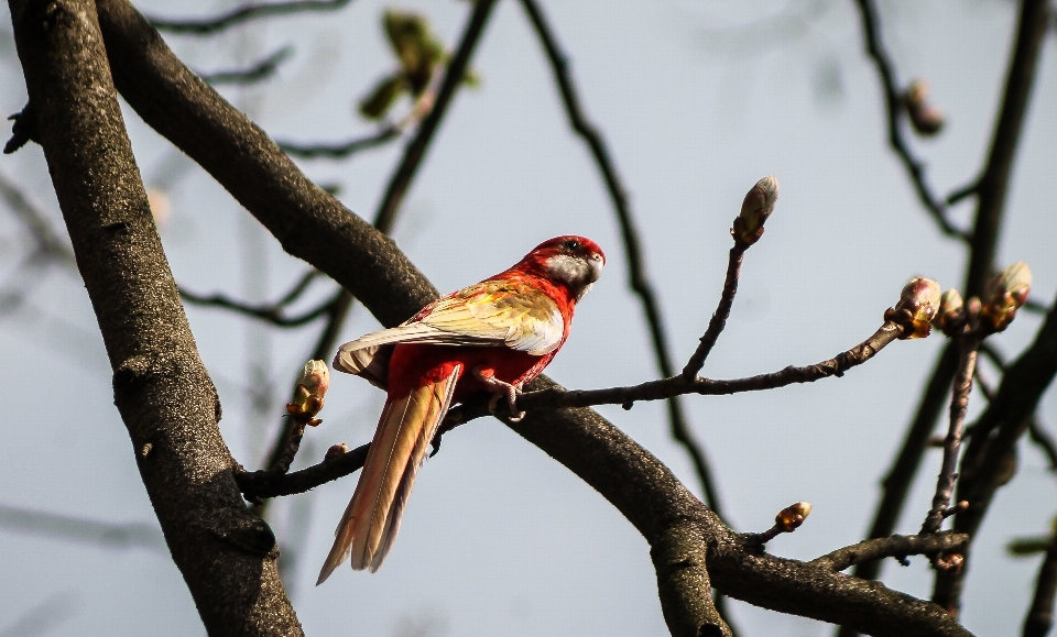 Natura las oddział ptak