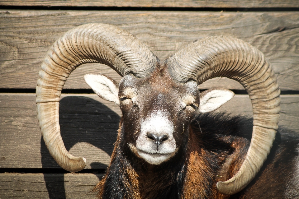 Cute wildlife goat horn