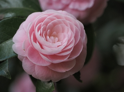 Foto Plantar flor pétala rosa