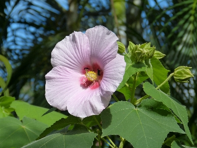 Nature blossom plant flower Photo