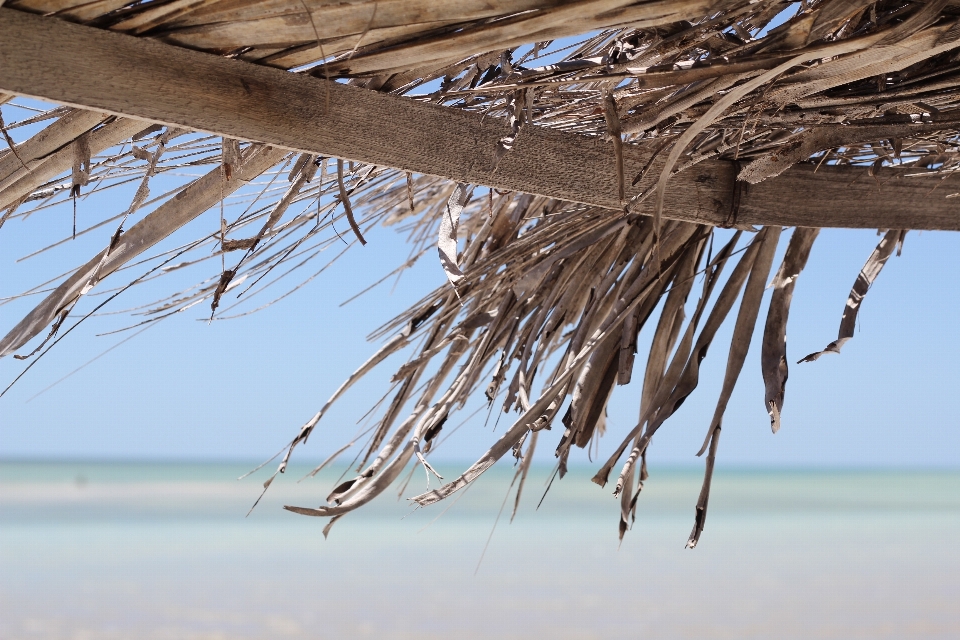 ビーチ 風景 流木
 海