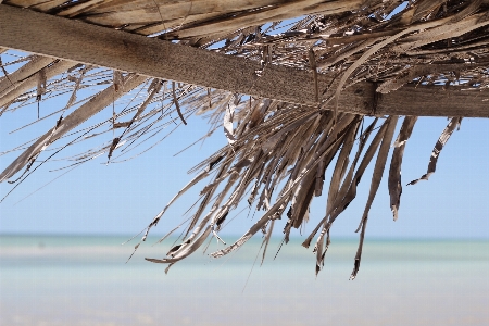 Beach landscape driftwood sea Photo