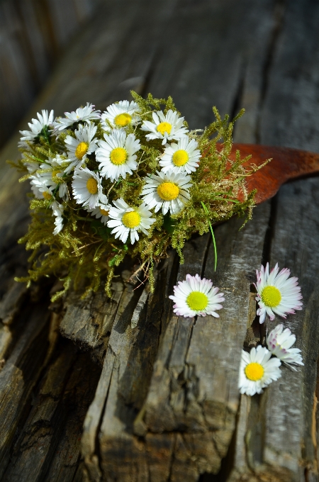 Natura ramo fiore pianta