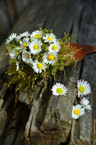 Nature branch blossom plant Photo