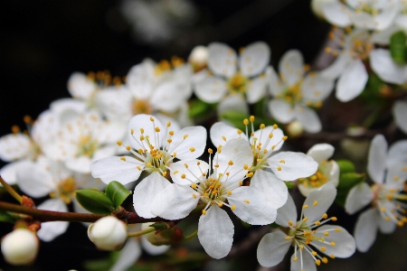 Tree nature branch blossom Photo