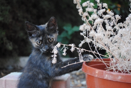 Foto Animale carino domestico pelliccia