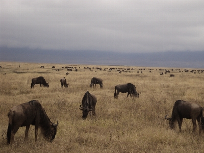 Prairie adventure wildlife herd Photo