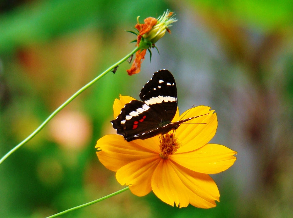 Alam tanaman fotografi padang rumput
