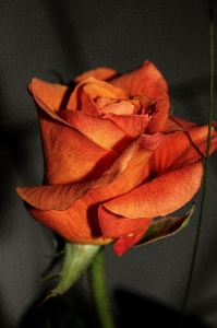 Nature blossom plant photography Photo