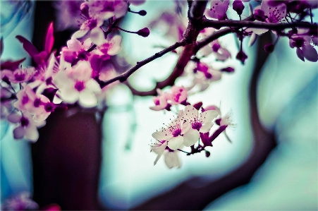 Nature branch blossom growth Photo