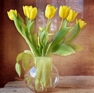 Anlage blume glas tulpe Foto