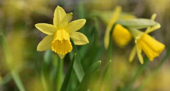 Plant flower spring botany Photo