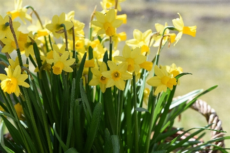 Grass plant meadow flower Photo