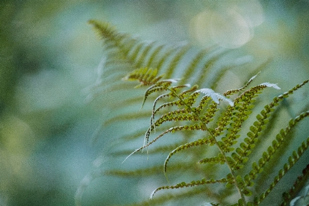 Nature grass branch plant Photo