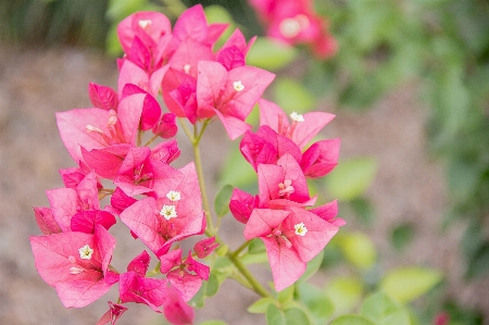 Landscape nature blossom plant Photo