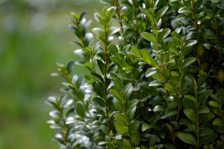 Nature branch plant leaf Photo