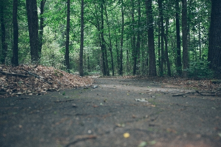 Landscape tree nature forest Photo