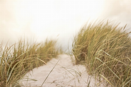 Beach landscape nature grass Photo