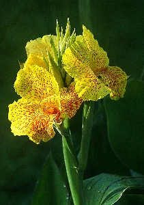 Nature plant leaf flower Photo