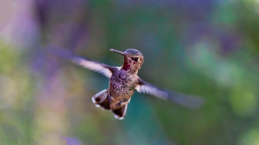 Nature bird wing flower Photo