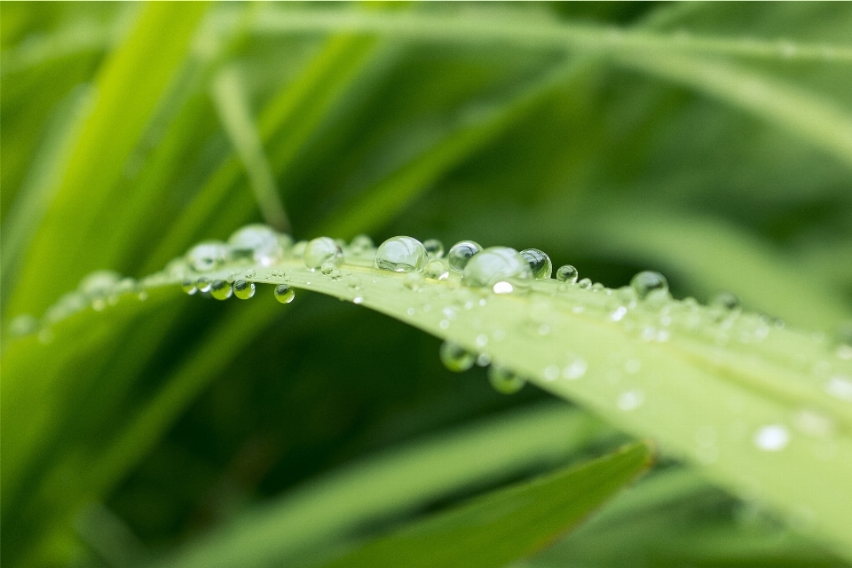 Wasser natur gras tropfen