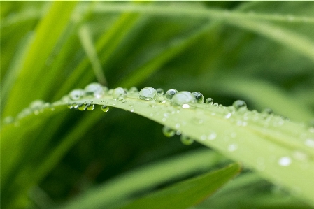 Foto Acqua natura erba gocciolare