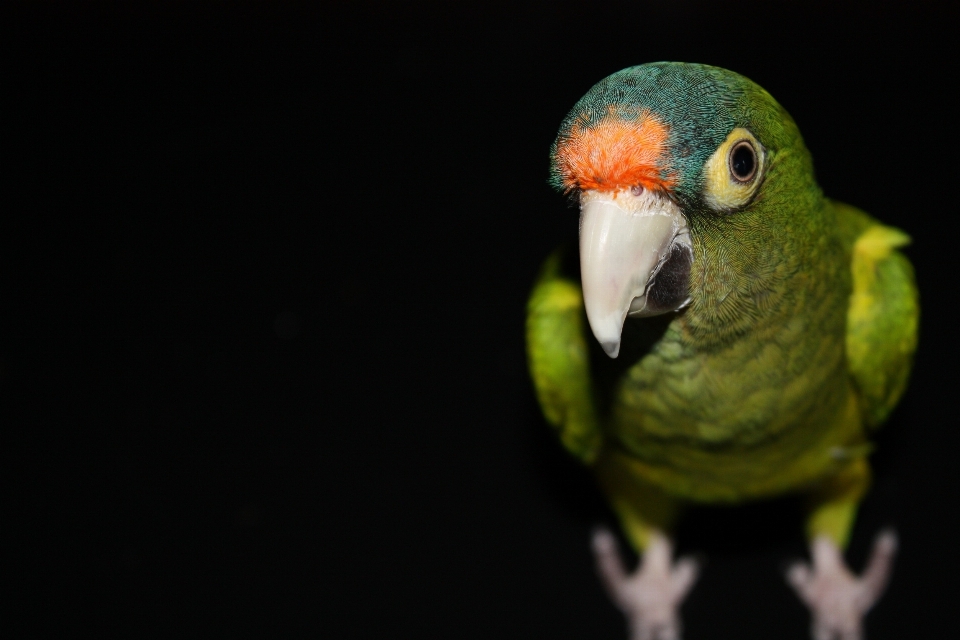 Oiseau animal faune zoo