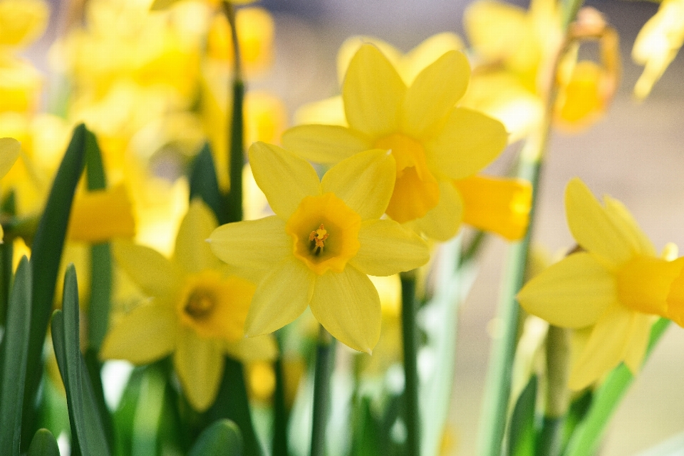 Anlage blume blütenblatt frühling