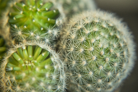 Nature cactus sharp plant Photo