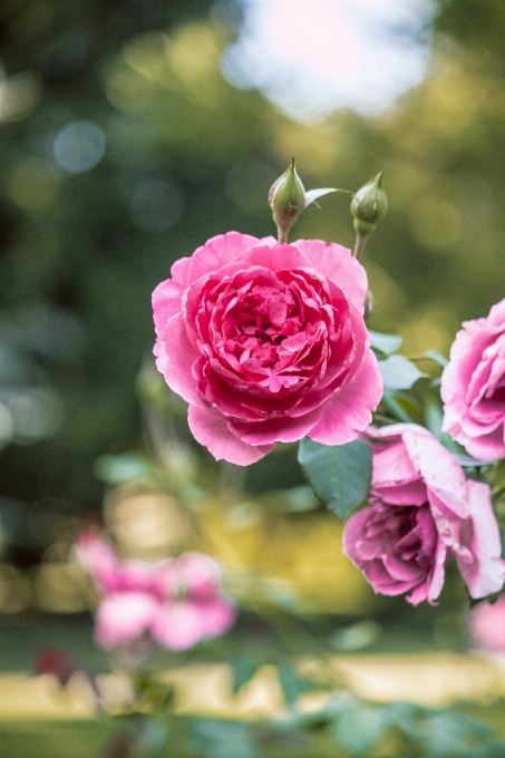 Fiore pianta petalo rosa