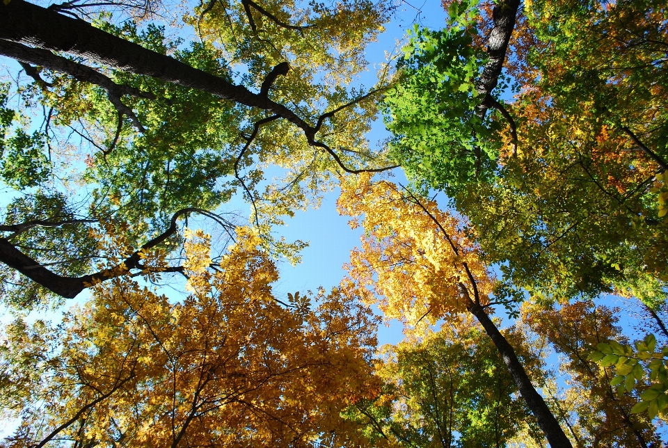 Paesaggio albero natura foresta