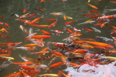 Flower pool pond fish Photo