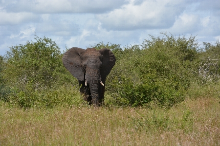 Prairie adventure wildlife mammal Photo