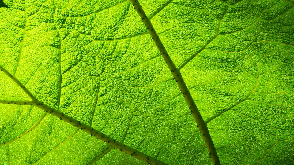 árbol naturaleza césped luz