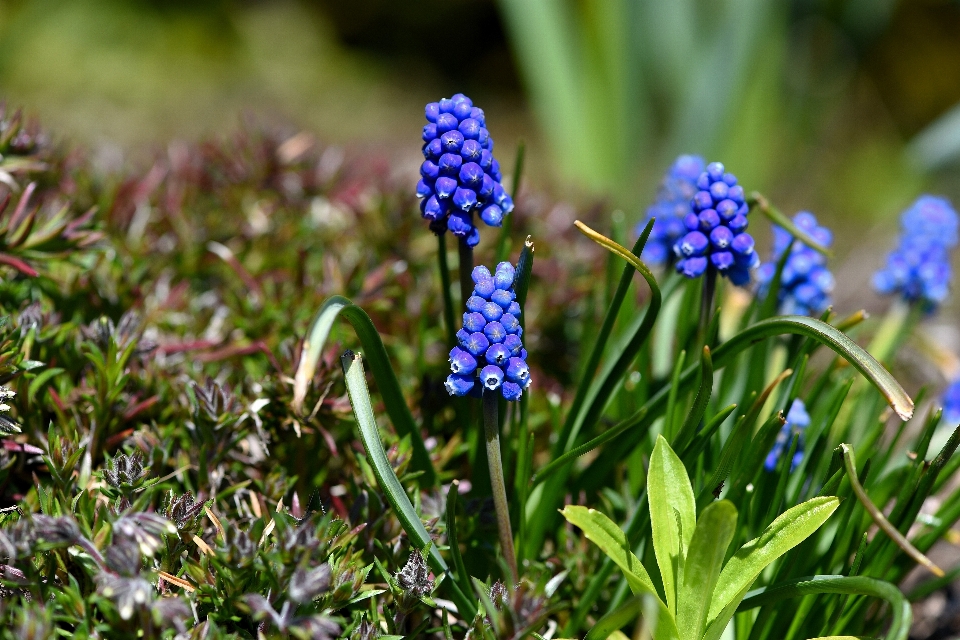 Natur gras anlage rasen