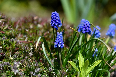 Nature grass plant lawn Photo