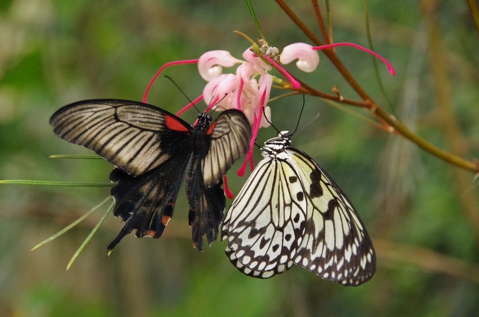 Aile fleur faune insecte