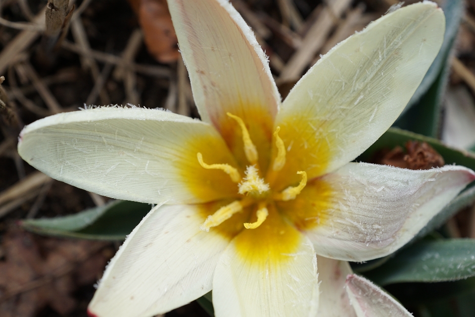 Blossom plant flower petal