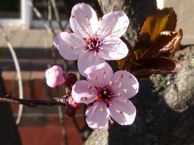 Nature branch blossom plant Photo