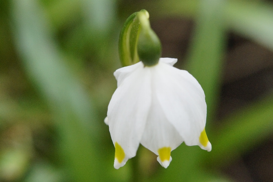 Nature blossom plant white