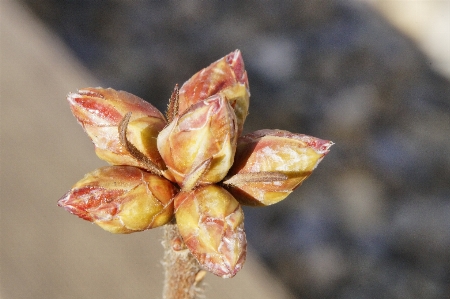 Tree nature branch blossom Photo